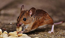 24 Hour & Emergency Exterminators in Jackson Spgs, NC